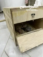  6 Cocktail parrot Couple with 4 chicks and box