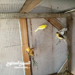  1 كوم كنار للبيع