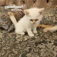  6 قطط راغدول مكس سكوتش