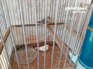  2 عصافير جنه للبيع على وجه بيض مع قفص خشبي وعش خشبي للبيع الموقع الكرك العدنانيه اي استفسار الاتصال
