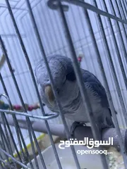 2 ببغاء كويكر ازرق سنتين