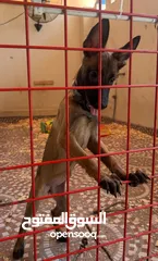  2 ملاينوا اخر حبه malino last one