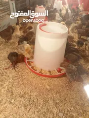 1 صوص بلدي للبيع صحة ونضافة ماشالله الله