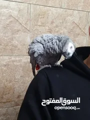  1 طير كاسكو خارق