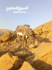  1 جحشه للبيع غنم كف