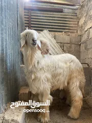  2 خرفان  نجدي للبيع