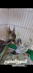  3 كوكتيل للبيع أليفات جداً جدا مخاليف سعر الحبه 15