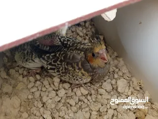  1 لعشاق الزق اليدوي