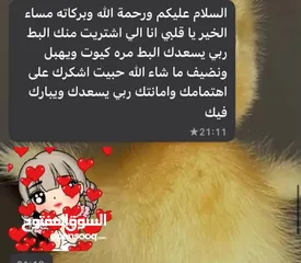  7 كتاكيت بط (( متجر الكتكوت الصغير ))