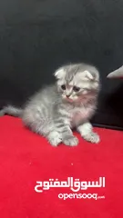  8 قطط سكوتس مكس هملايا