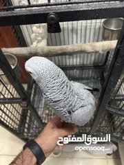  2 كاسكو ربوه للبيع مع قفص كبير وكامل اغراضه