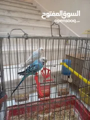  2 زوج طيور حب للبيع