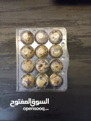  1 يوجد بيض فري علبه على7 شيكل