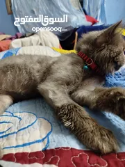  2 قط شيرازي سكني جميل للبيع يحب صاحبه جدا ايا يكن يحب الإسترخاء والنوم