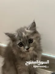  6 سكوتش/ شيرازي 2months