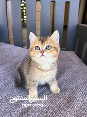  3 قطط سكوتش فولد