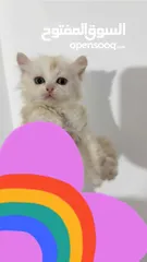  7 قطط للبيع نابلس