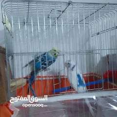  17 التواصل عبر واتس اب ببغاء كوكتيل  حجم كبير وعصافير حب مفتل و البينو وعادي عادي احجام كبيره