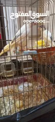  4 عصافير مقنبرات