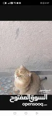  2 3قطط سكوتش فولد
