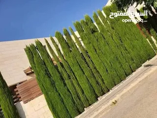  14 الحديقه والمنزل جميع انواع الاشجار المثمرة والأشجار الحرجيه ونباتات الزينة
