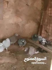 20 حمام للبيع في الزرقاء العالوك بجانب بقالة الصقر التواصل عبر الواتس اب