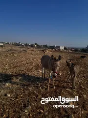  3 حماره للبيع  مع جحشها