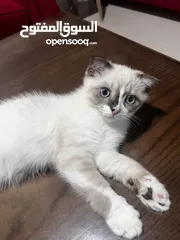  2 قط ذكر سكوتش فولد مكس شيرازي