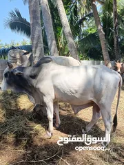 5 live somali cows