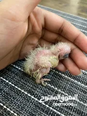  10 Whiteface, Lutino, grey, Albino and pearl  cockateil chicks for hand feeding