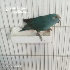  5 ببغاء جرين شك أليف وطيور