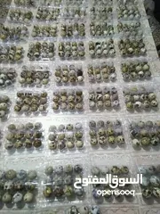  2 بيض فري طازج يومي