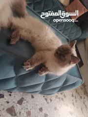  1 قطط همالايا