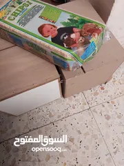  5 طائر كوكتيل للبيع