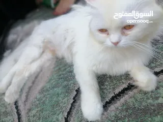  1 قطه شيرا زي