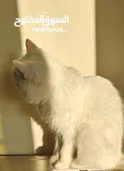  8 قطة شيرازي بيضاء للتبني