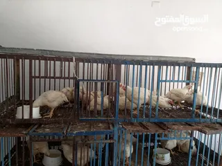  5 محلات الايمان لمعدات الدواجن