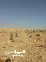  8 عشره دنمات للبيع