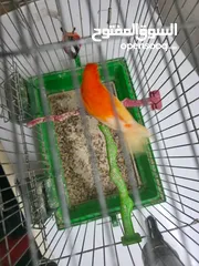  3 فحل كنار احمر