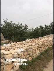  12 منزل منعزل مع حديقة فواكه 3 غرف صاله مجلس بلكون مطبخ مجهز مواقف سيارات