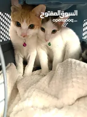  2 Two lovely boys find new adopter
