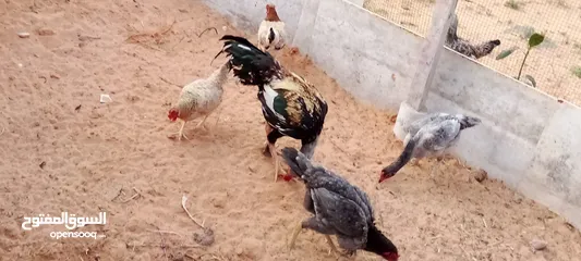  4 كوبيه دجاج مقاتل