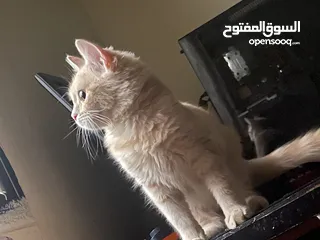  2 قطط انواع شيرازي وانجورا تركي بسعر طري