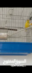  3 فحول كناري جاهزه
