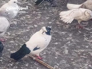  28 حمام للبيع