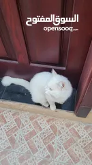  4 قطة تركية ( انجورا )