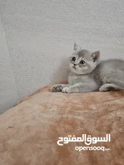  1 قطط بريتش للبيع