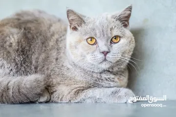  10 نشتري قطط سكوتش وبريتش الإعمار من شهرين ل3