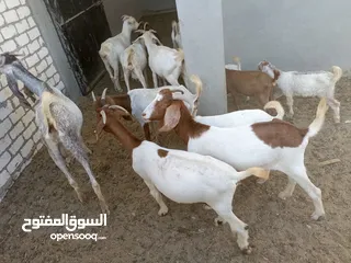  14 ماعز خليط موجود كمية
