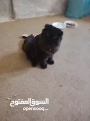  2 قطة أنثى للبيع هملايا